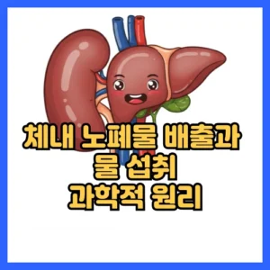 체내 노폐물 배출과 물 섭취의 과학적 원리